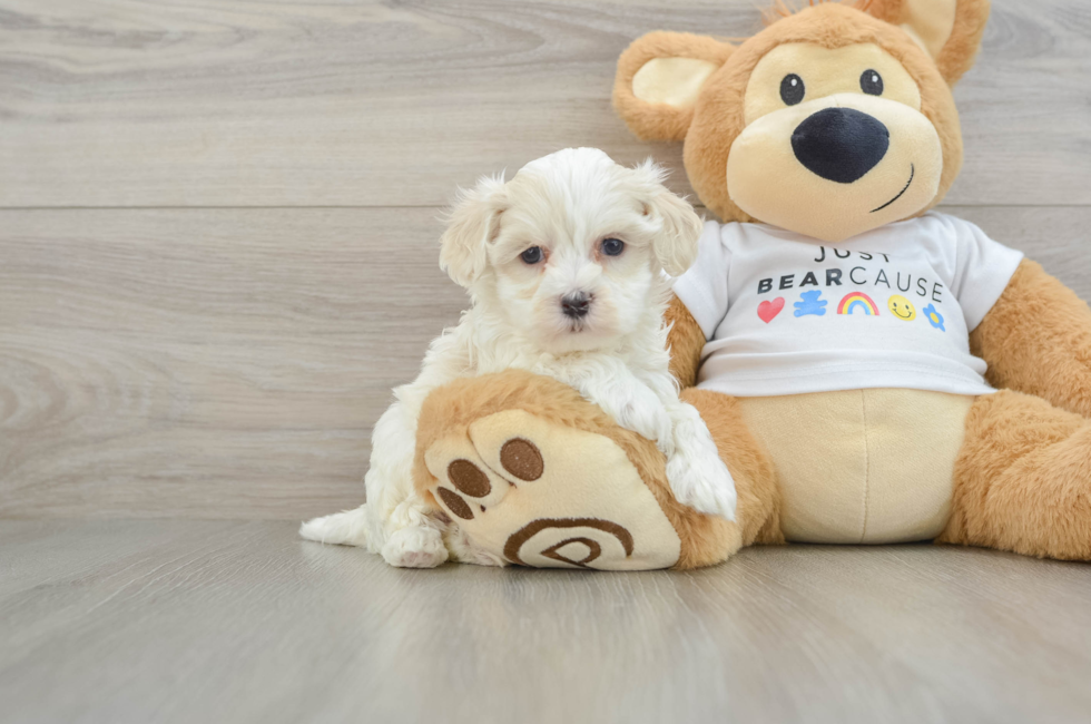 6 week old Maltipoo Puppy For Sale - Lone Star Pups