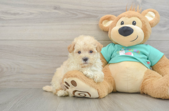 Maltipoo Puppy for Adoption