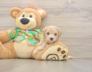 6 week old Maltipoo Puppy For Sale - Lone Star Pups