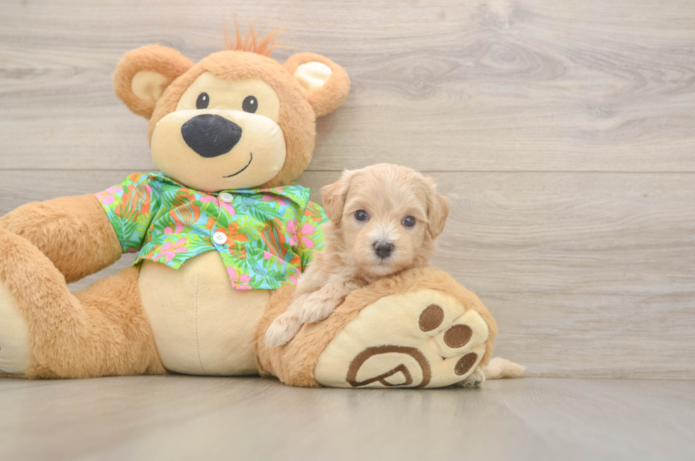 5 week old Maltipoo Puppy For Sale - Lone Star Pups