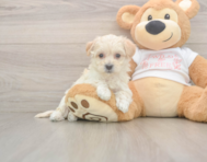 8 week old Maltipoo Puppy For Sale - Lone Star Pups