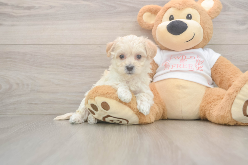 5 week old Maltipoo Puppy For Sale - Lone Star Pups