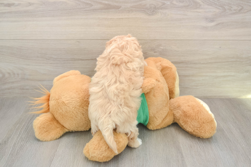 Playful Multipoo Poodle Mix Puppy