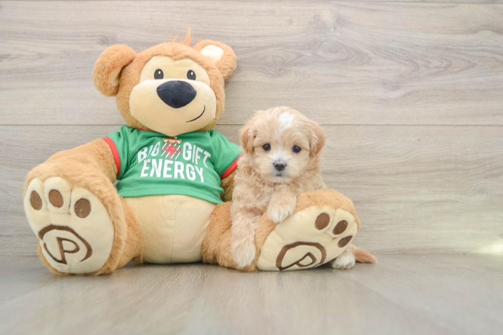 Maltipoo Pup Being Cute