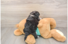 Energetic Moodle Poodle Mix Puppy