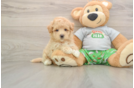 Fluffy Maltipoo Poodle Mix Pup