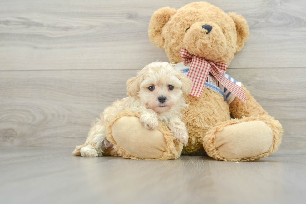 Maltipoo Puppy for Adoption