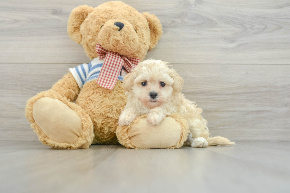 Best Maltipoo Baby