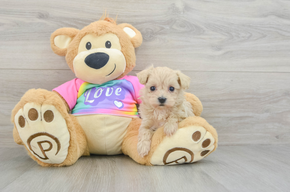 6 week old Maltipoo Puppy For Sale - Lone Star Pups