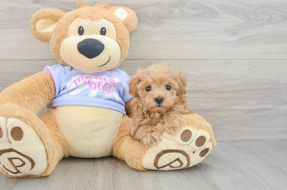 6 week old Maltipoo Puppy For Sale - Lone Star Pups