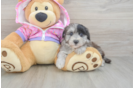 Funny Maltipoo Poodle Mix Pup