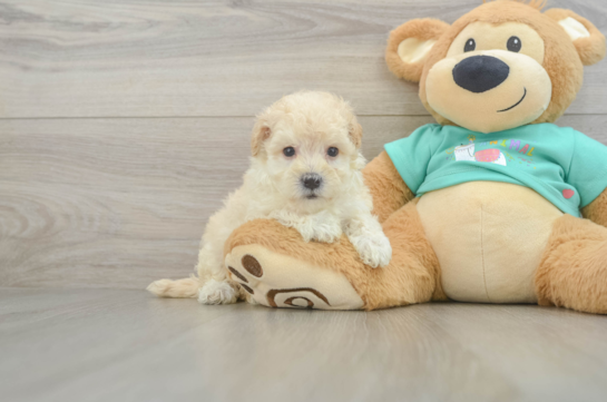 Best Maltipoo Baby