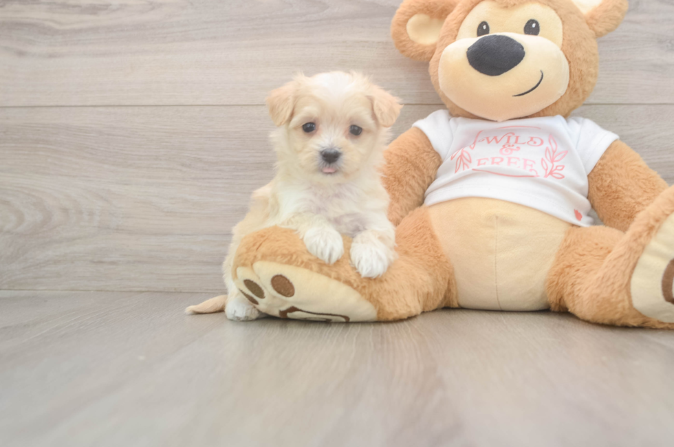 5 week old Maltipoo Puppy For Sale - Lone Star Pups