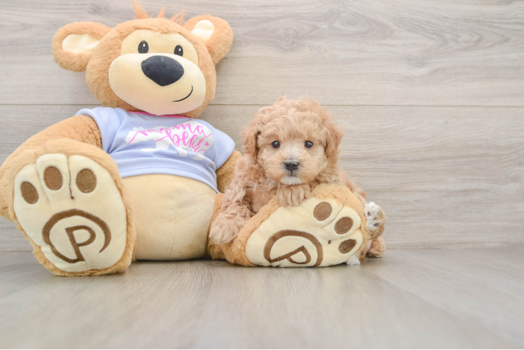 Friendly Maltipoo Baby