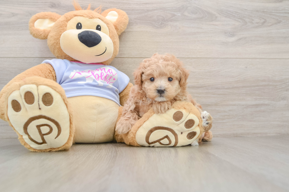 Friendly Maltipoo Baby