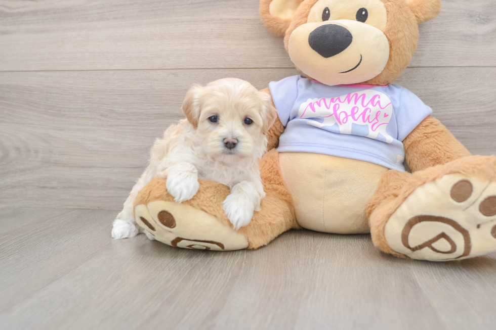 Smart Maltipoo Poodle Mix Pup