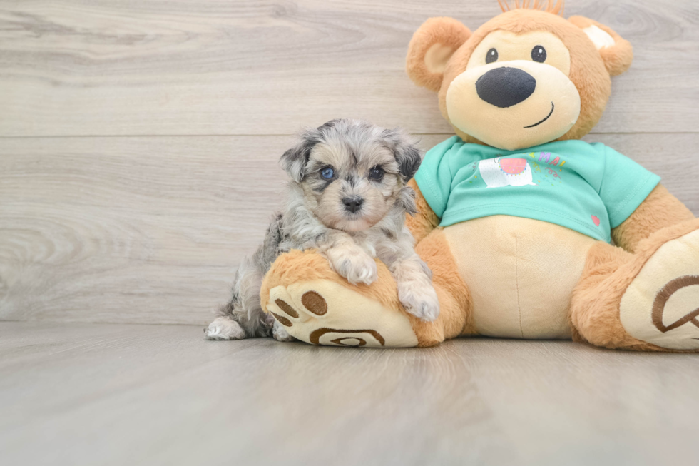 Adorable Malt a Poo Poodle Mix Puppy