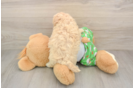 Popular Maltipoo Poodle Mix Pup