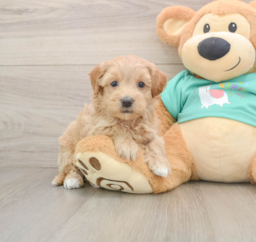 7 week old Maltipoo Puppy For Sale - Lone Star Pups