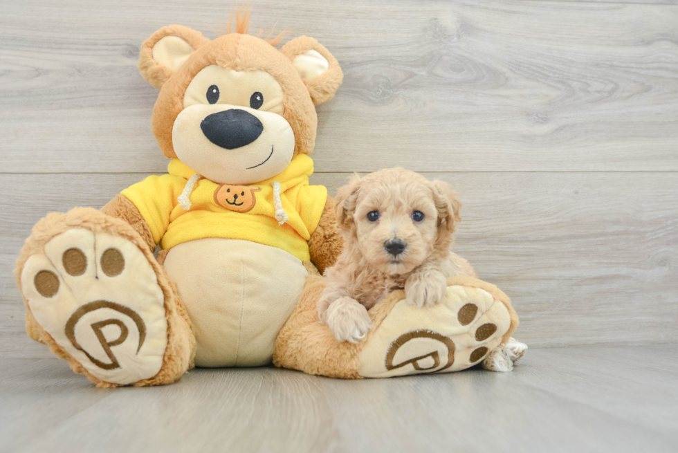 Fluffy Maltipoo Poodle Mix Pup