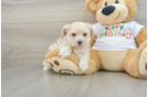 Funny Maltipoo Poodle Mix Pup