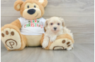 Maltipoo Puppy for Adoption