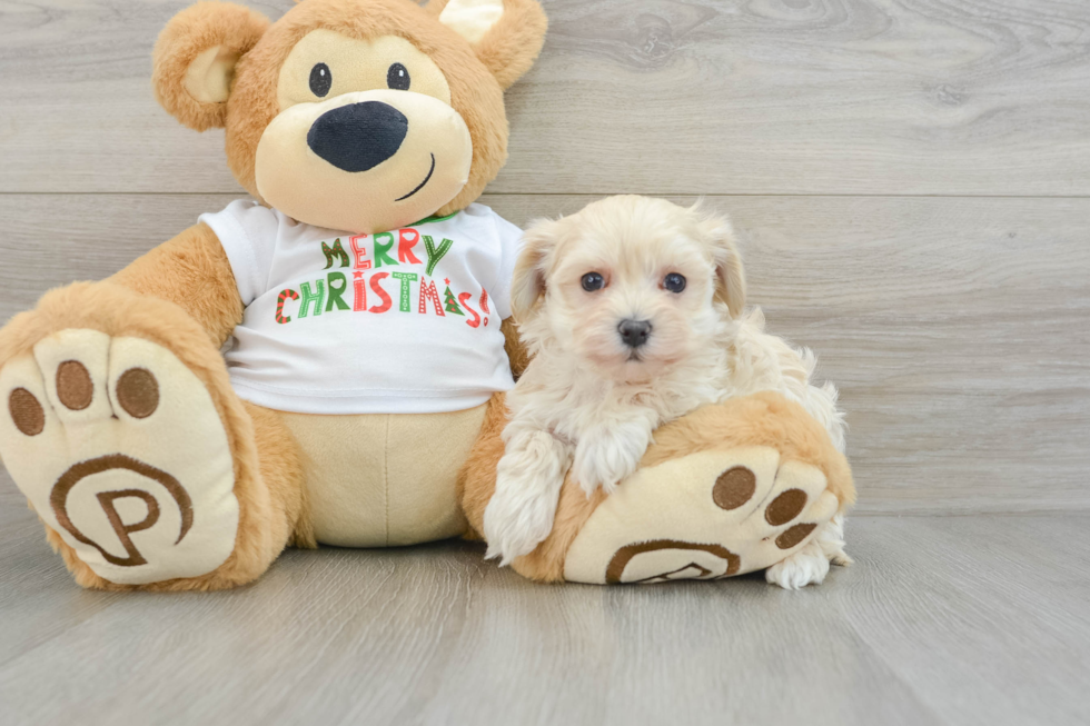 Maltipoo Puppy for Adoption