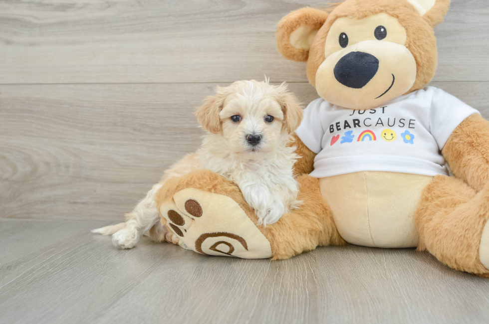 5 week old Maltipoo Puppy For Sale - Lone Star Pups