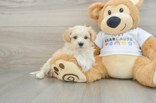 Maltipoo Pup Being Cute