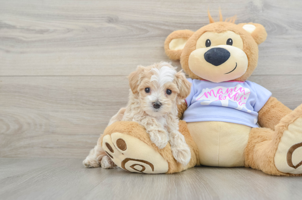 6 week old Maltipoo Puppy For Sale - Lone Star Pups