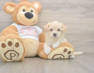 9 week old Maltipoo Puppy For Sale - Lone Star Pups