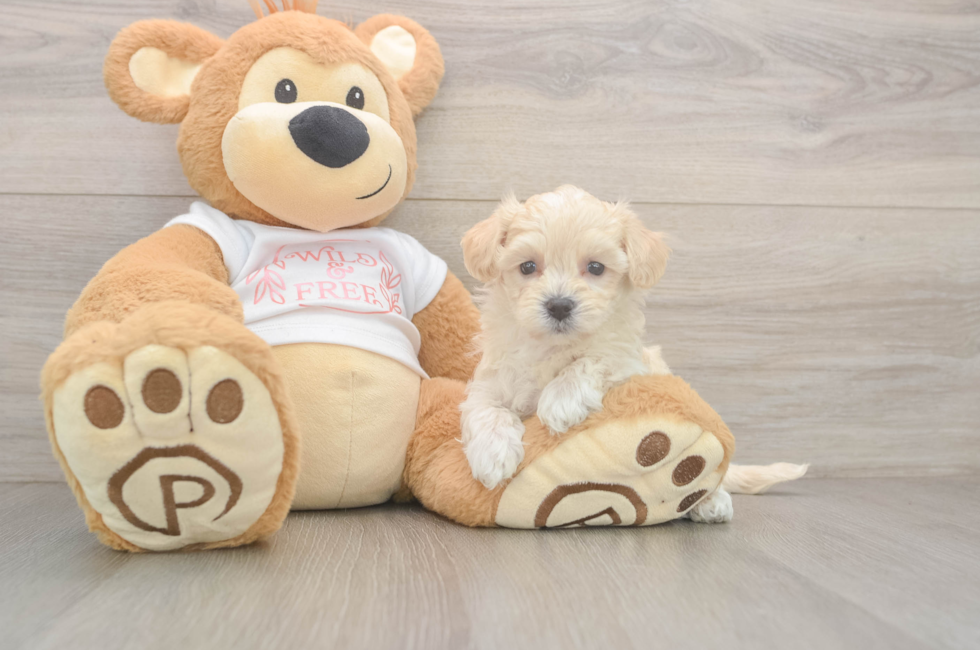 5 week old Maltipoo Puppy For Sale - Lone Star Pups