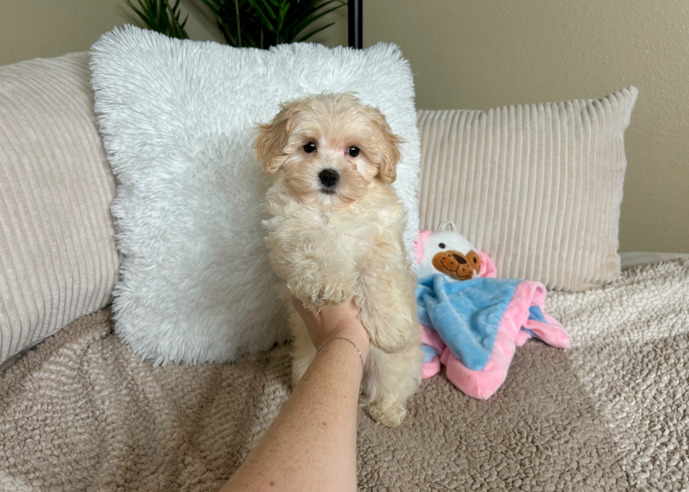 Cute Maltipoo Baby