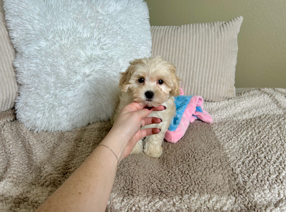 Cute Malt a Poo Poodle Mix Puppy