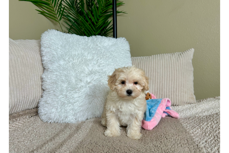 Cute Maltipoo Baby