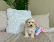 9 week old Maltipoo Puppy For Sale - Lone Star Pups