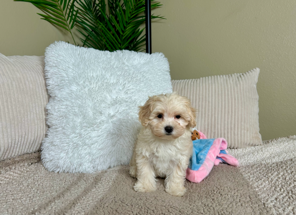 Cute Maltipoo Baby