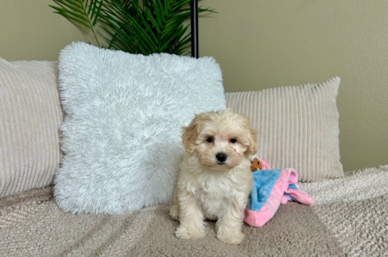Cute Maltipoo Baby