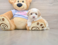 8 week old Maltipoo Puppy For Sale - Lone Star Pups