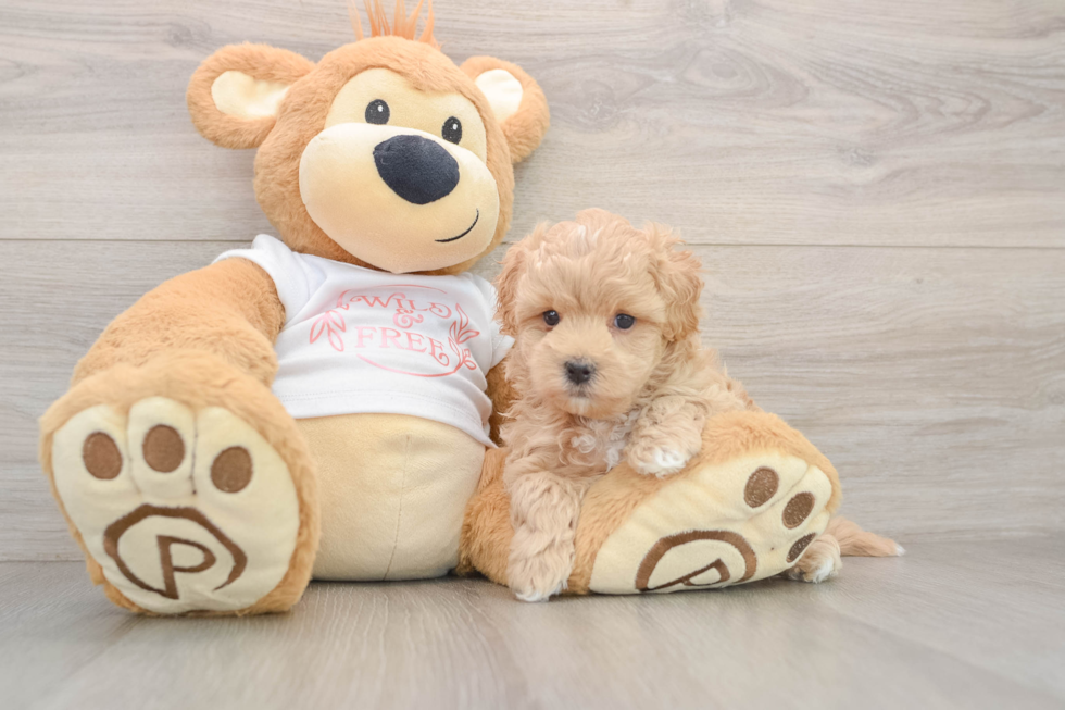 Popular Maltipoo Poodle Mix Pup