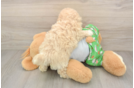 Best Maltipoo Baby