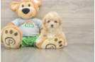 Friendly Maltipoo Baby
