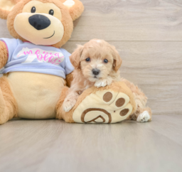 9 week old Maltipoo Puppy For Sale - Lone Star Pups