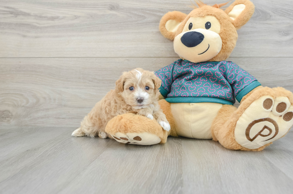 6 week old Maltipoo Puppy For Sale - Lone Star Pups