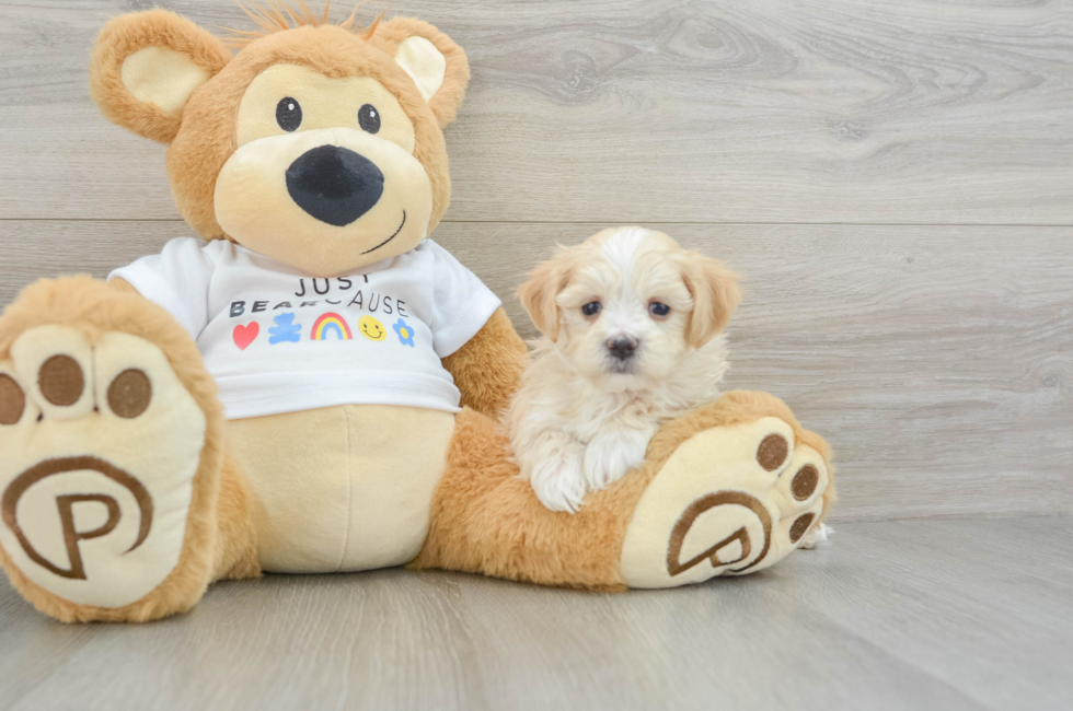 5 week old Maltipoo Puppy For Sale - Lone Star Pups