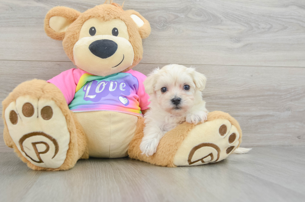 8 week old Maltipoo Puppy For Sale - Lone Star Pups