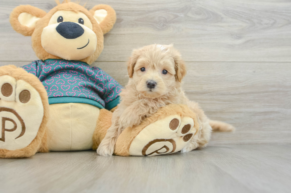 5 week old Maltipoo Puppy For Sale - Lone Star Pups