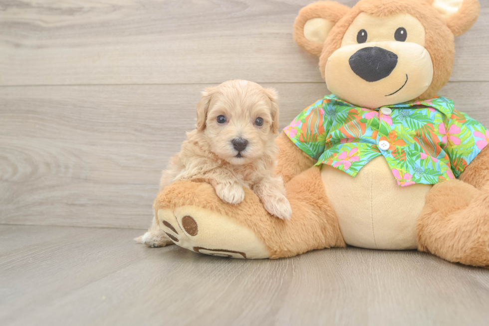 Petite Maltipoo Poodle Mix Pup
