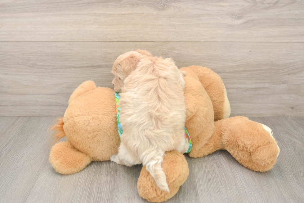 Happy Maltipoo Baby