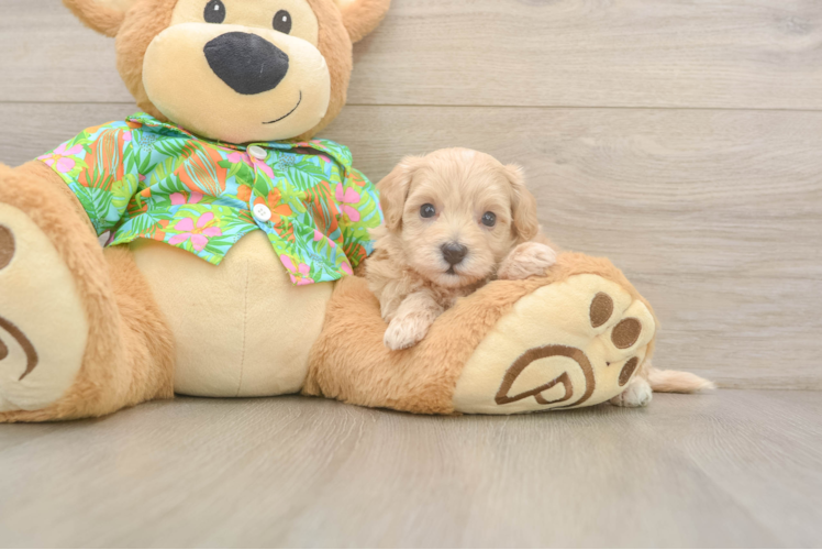 Small Maltipoo Baby